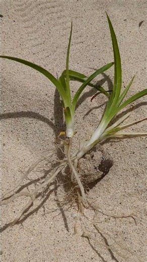 発芽したアダンの実/喜界島/タコノキ科