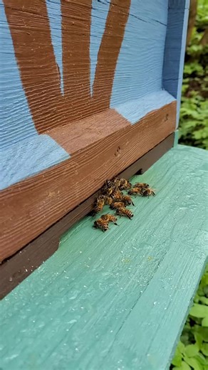 Honeybee Farming in Germany