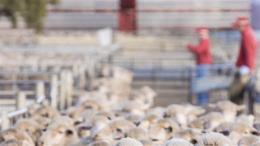 Sheep saleyards smash records with $10m-plus days