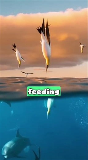 The Ocean's Festive Season👌 -The Sardine Migration #sardines