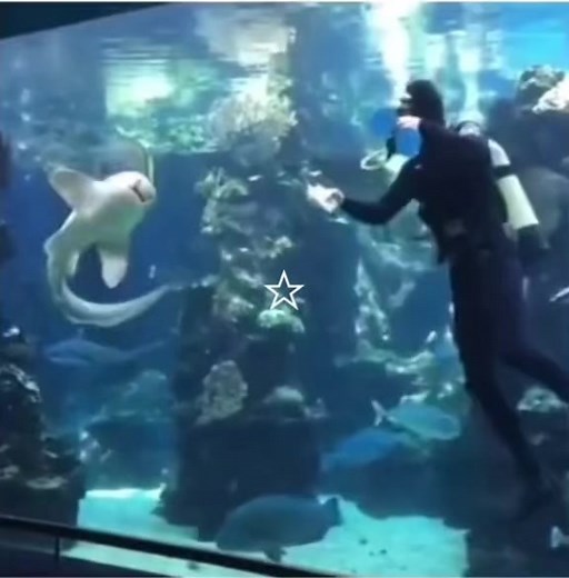 Adorable Silly Shark Core Moments