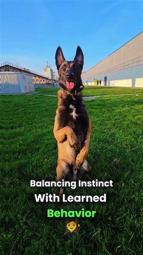 Built for War, Trained for Precision — The Tactical Malinois#belgianmalinois#militarydogs#workingdog