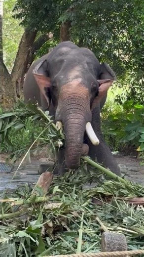 African Forest Elephant having fun on road