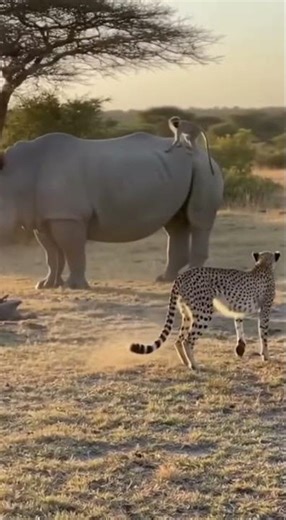 Monkey Escapes Cheetah by Climbing a Rhino