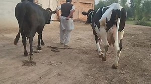 3.2K views · 236 reactions | #SARGODHA 0341 6923205 #forsale #sale “Brand Meets Quality || Witness the Excellence of Australia Cows! ✨#JerseyCow #DairyFarming #PremiumQuality #MalwaFarm #SahibDairyFarm #CowLovers #IndianDairy #FarmLife #SustainableFarming #TopDairyFarm” 03008963690 / 03416923205 / 0342 8622303 | مویشی منڈی Tv | Facebook