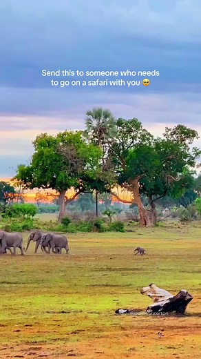 Experience the Ultimate African Safari Adventure