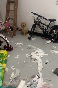 These criminal dogs have been caught red-handed and in 4k! 🤣👏 Watch the FULL complete video here: https://bit.ly/3WJeIiw | The Woof World