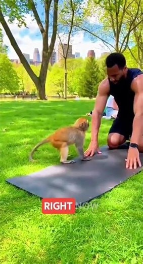 Monkey Tries to Copy Push-Ups in the Park 😂🐒 #shorts #viral #FunnyMonkey #GymFail #usa