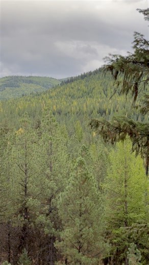 771 reactions · 37 comments | #montanawolftrapper #coyotetrapper #offgridlifestyle #mountainmen #offgrid Funke Trap Tags & Supplies Spy High Mounting System Duke Traps NightHawk Pro Gear | Paul Antczak | Facebook