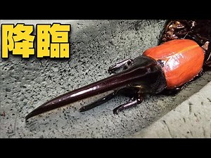 世界最大のカブトムシが大量に羽化してきたので掘り返した結果が最高すぎた！