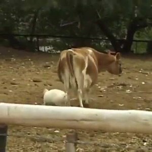 267K views · 517 reactions | Farmer Discovers Why His Cows Never Have Milk When you finally find out why your cows never have any milk  | Farming Life | Facebook