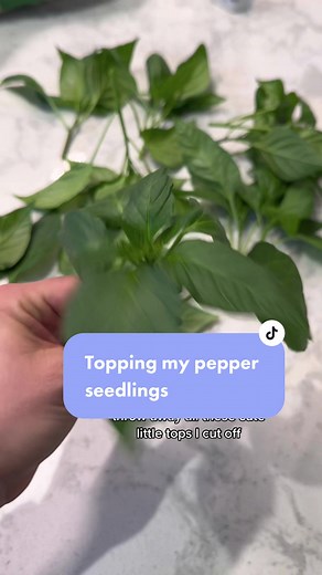 Propagating Peppers: Guide to Topping Pepper Seedlings
