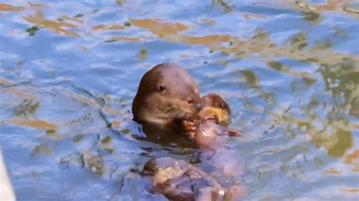 1.3K views · 25 reactions | Documental, parte 14 | Cosmos-Geologia-DOCUMENTAL | Facebook