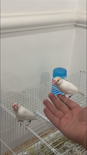 Java birds #allaboutbirds #birds #java #birdcare