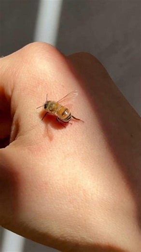 ¿Te ha picado alguna vez una abeja?