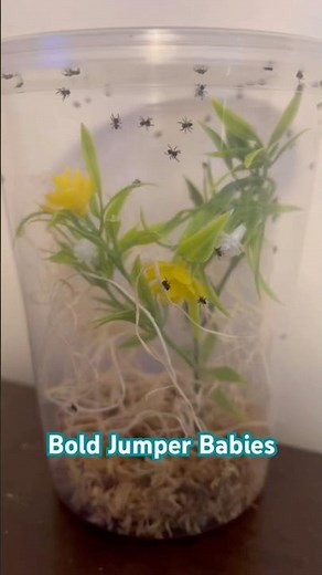 Bold jumping spider babies #slings #PhidippusAudax #BoldJumper