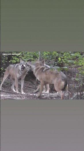 Does this wolf want to play—or attack? Take a close look at its face