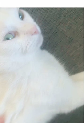 very clean kitty #cat #kitty #catsoftiktok #white #whitecat
