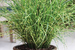 New Sterile Ornamental Grasses One Solution to Grass Invasion