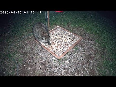 Critter Cam TV Channel 67: Cam 1