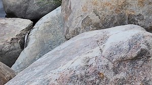 Cute MINK Footage! Earlier this week I spent an hour on the rocks as a few mink were popping in and out of sight. They are challenging to film, but I managed to get a bunch of short clips that I pieced together for this video. #mink #mustelid #wildlifephotography | Mike’s photos and videos of beavers