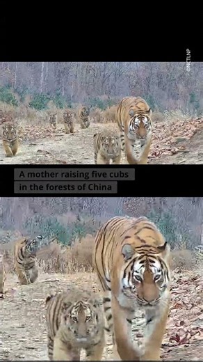 The incredible story of one tigress in China
