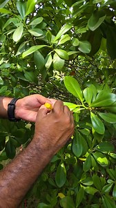 446K views · 9.7K reactions | વિશ્વ વન | statue of unity tour by paru n guru vlogs | Paru N Guru Vlogs | Facebook