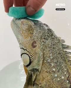 46K views · 333 reactions | Splish splash I'm taking a bath 年 | Metro | Facebook