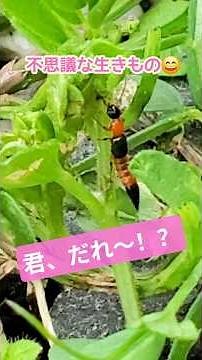 黒とオレンジの生き物？君だれ～？ #昆虫 #ゆる昆