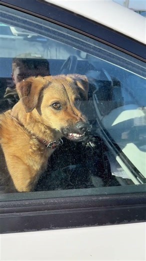 Acting unfriendly until snacks appear and suddenly they’re your best friend 🐶😂 #FunnyDogs