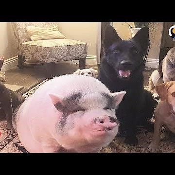 Pig Is Smarter Than His Dog Siblings | The Dodo