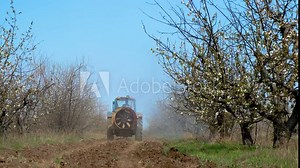 Rear view tractor spraying fertilizing on blooming trees chemicals. Farming tractor spraying apple fruit garden with sprayer, herbicides and pesticides