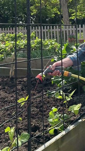 Slugs Hate This Simple Trick! (Stop Them Naturally) #damp