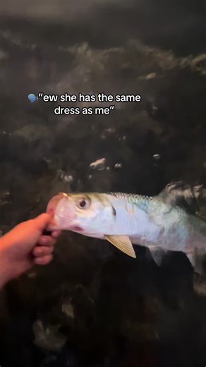 Not too shabbyyy🤌 #perthfisho #swanriver #fyp #real #dampier #dampier #bream #nupidstigger