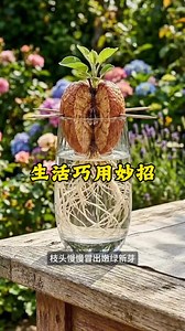 巧用废旧物件打造温馨小院：苹果、葡萄到凉亭的简单改造