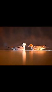 60K views · 1.2K reactions | #DuckHunting #MallardDuck #WildlifeReels #Waterfowl #DuckHunt #NatureVideo #OutdoorLife #PintailDuck #HuntingLife #WildlifeDaily #NatureShorts #DuckVideos #WildlifePhotography | Duck Hunting Marvellous | Facebook