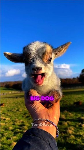 Pygmy Goat | This Tiny Goat Will Melt Your Heart 🐐❤️#pygmygoats #animals #fyp #cute #shorts