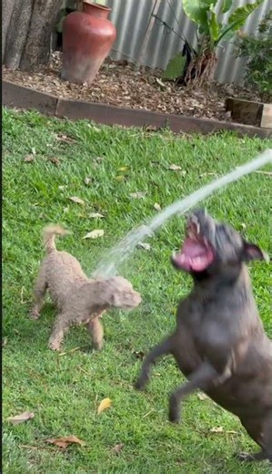 Cavoodle Waterplay: Before and After! #puppy