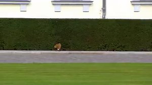 Ein Fuchs, der sprach zu seiner Frau: „Wir brauchen einen größ’ren Bau! Sind erst die Kinder auf der Welt, die Enge uns hier nicht gefällt! Drum werde ich von dannen geh’n um nach was Neuem auszuspäh’n." (Klaus-Enser Schlag) Film von Matthias Deiß | tagesschau