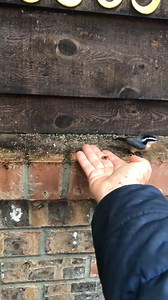 Chickadees and Nuthatches 🥰. #chestnutbackedchickadee #redbreastednuthatch | Christopher Nolen