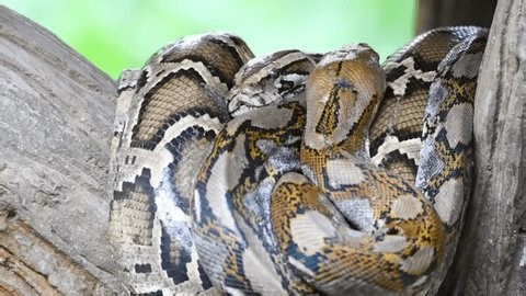 clip-4005494861-reticulated-python-coiled-on-tree-branch-basking