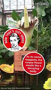 62K views · 127 reactions | The world of botany is pretty cool. 華 | The Lowdown | Facebook