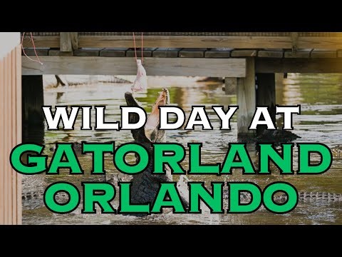 We Spent the Day at Gatorland and It Got Wild 🐊