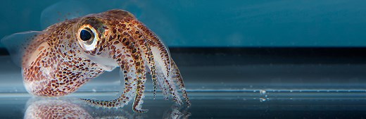 Squid and Octopus Genome Studies Reveal How Cephalopods’ Unique Traits Evolved | Marine Biological Laboratory
