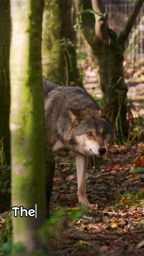 Love in the Wild | Wolves Choose for Life #valentinesday#wolves #animal#wildlife#nature#love#shorts