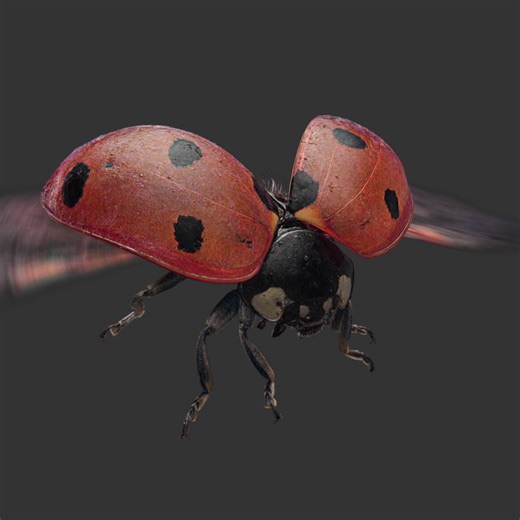 Seven-Spotted Ladybug, Dany Bittel