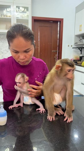 26K views · 683 reactions | Brother Harry Drink Milk With Lil Baby Tauch #monkey #babymonkey #monkeypet | Monkey Harry's Family | Facebook