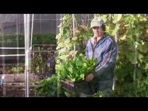 How to Store Turnips in the Cellar