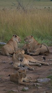 Heartwarming moments in the wild. 🥹 A lion family cuddling close, reminding us of the beauty of family bonds. 🦁💛 This video shows a part of the Surveys Pride at Masai Mara in Kenya. 🙂 Follow me Sightings by Phil for daily wildlife clips. 🙏 #lioncubs #lioncub #lionsofafrica #babyanimals #cuteanimals #masaimaranationalpark #masaimara #masaimarasafari #africananimals #africansafari #africanwildlife | Sightings by Phil