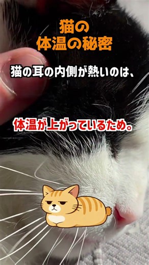猫の体温がヤバすぎる雑学5選｜38℃の秘密